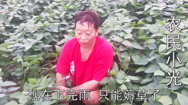 农村大娘种10亩大豆,打了6次除草剂,她为啥还要亲自下地薅草