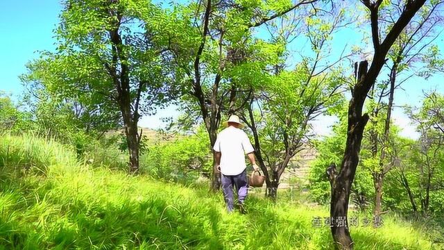 家乡山里的杏子做酱,土窑里烧馍馍,再不抓紧做就掉光了