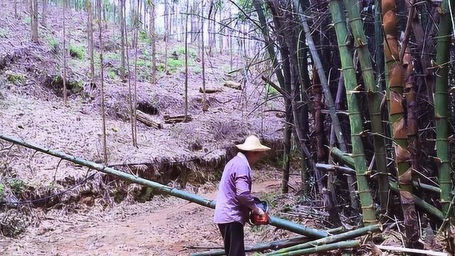 刺竹林长满荆棘长刺,野蛮生长的植物,弄两根就显得非常费劲