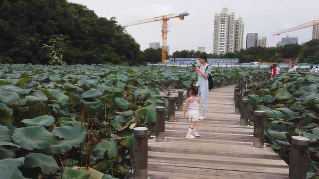 实拍深圳最漂亮的公园洪湖公园,很多小朋友来采莲子和荷叶