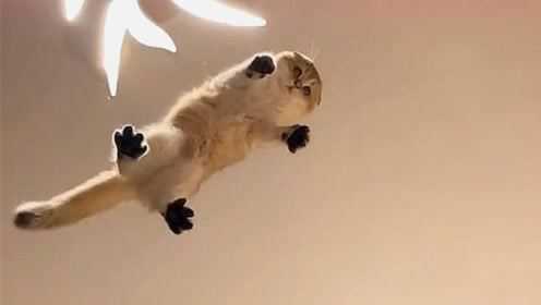 猫主子这一记从天而降的掌法,好像似曾相识,不说了,该去医院了