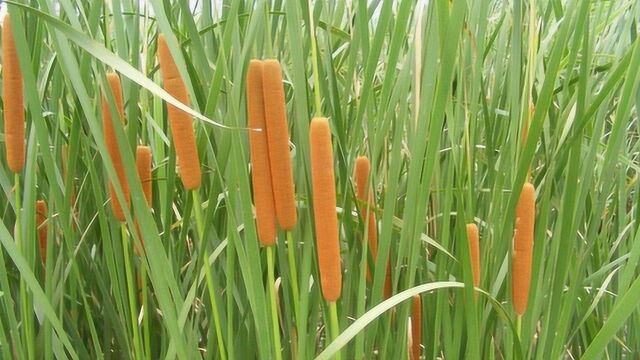 池塘里,生长着1种植物,把花粉搞下来,一斤50元!见到是幸运