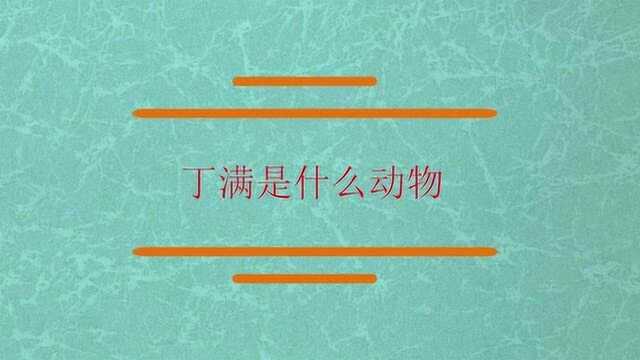 知道丁满是什么物种的动物吗?