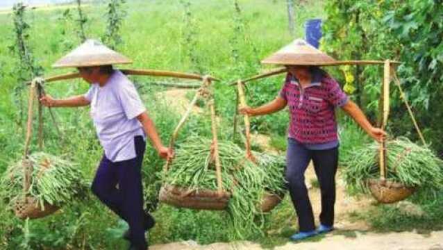 豆角如何实现高产种植?打尖管理很重要!简单易学效果好!