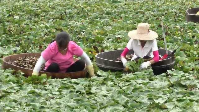 3000年栽培历史,却是水生圈的后起之秀,湖北菱角正“翻红”