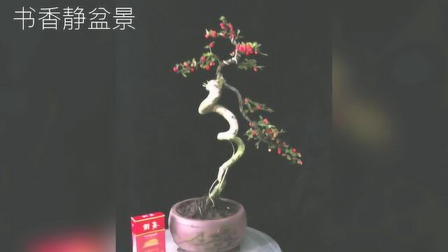 亭亭玉立的3组小叶荀子盆景,造型优雅秀美,红果满枝头!