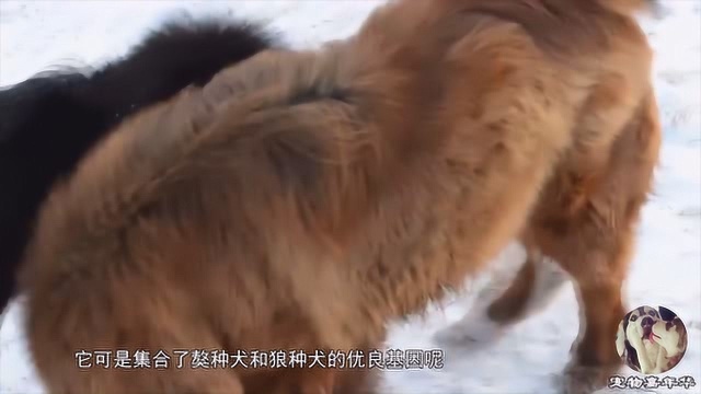 狼犬界少有匹敌的存在,中国莱州红,不得不说的事