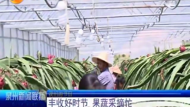 安溪:丰收好时节,果蔬采摘忙