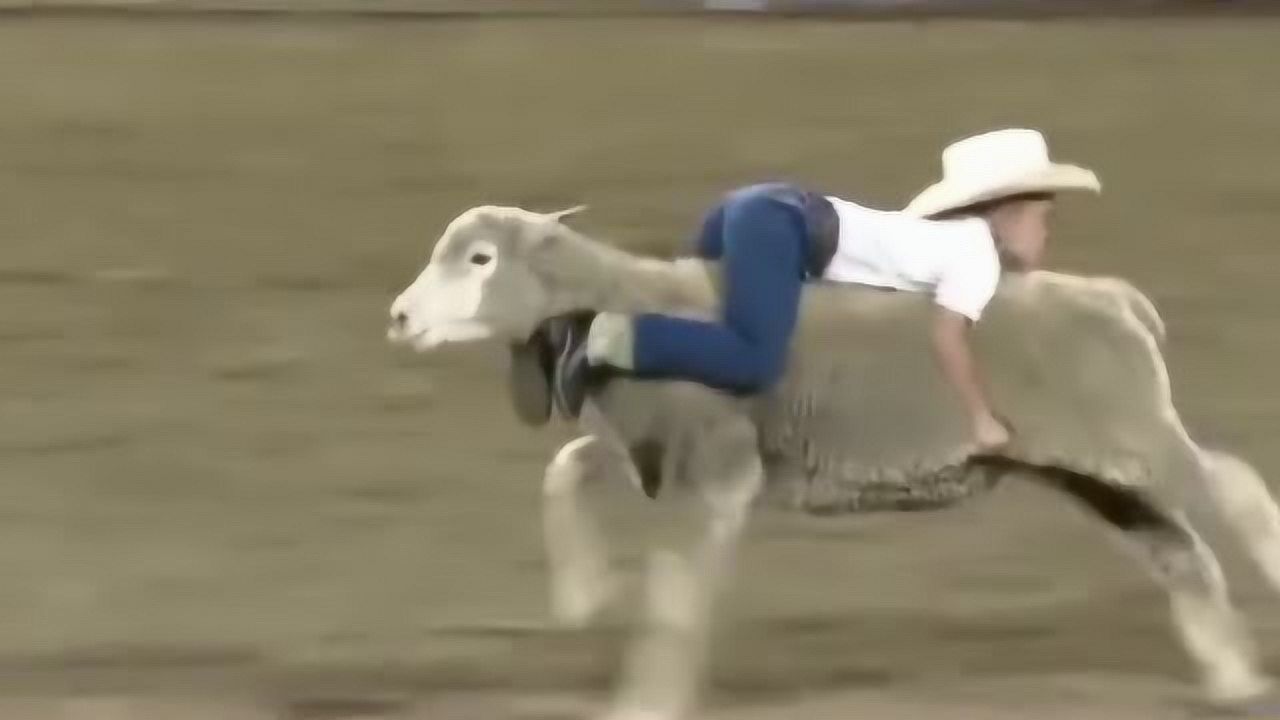 外国人的骑羊比赛最后胜出的居然是一个小男孩这是什么奇怪的比赛