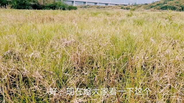 东莞游踪之清溪:无名大草地野趣盎然并非景点,市民游客自发前往踏青玩耍