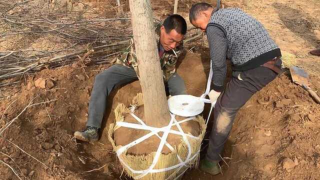 山东农村不一样的农忙,农民靠这门手艺,一天最少能挣300多块钱