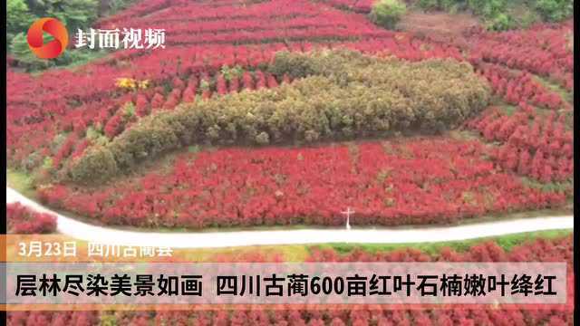 花开天府丨层林尽染美景如画 四川古蔺600亩红叶石楠嫩叶绛红