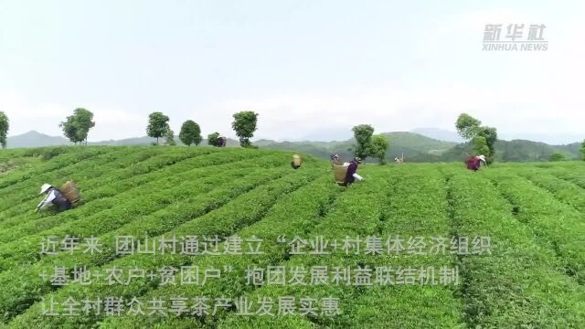 煤改电让小山村茶叶生产大提速