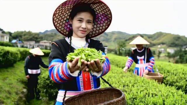 湖南常宁:春到瑶乡采茶忙 歌声伴着茶香飞