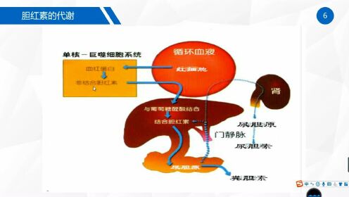 直接胆红素大于总胆红素