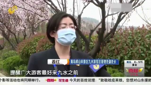 青岛:清明假期到崂山九水游览区爬山赏樱花 游客可网上预约进山