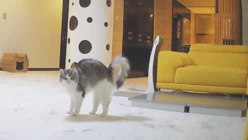主人不在家，家里的喵星人和汪星人在做什么呢？你绝对想不到