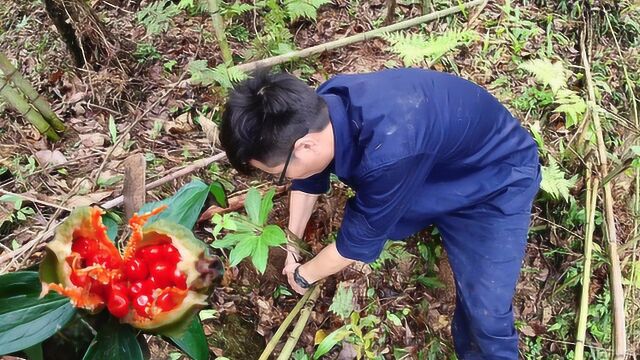 小伙河边发现珍贵又稀少的“重楼”一斤能卖600元,给大家认识下