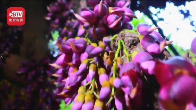 罕见美景!湖北武穴惊现5000亩野生禾雀花 花王树龄超500年