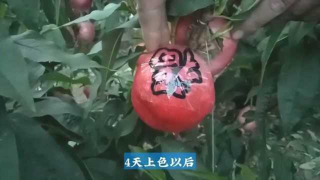 长字的大棚油桃上市了,桃农给油桃贴字,用辛勤的劳动获得了丰收