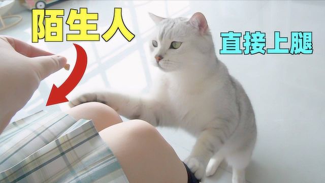 不速之客到访,小公猫为了零食直接爬上小姐姐的腿