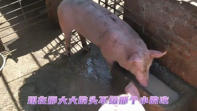 阿权给猪喂食,两头猪为了抢食而打架