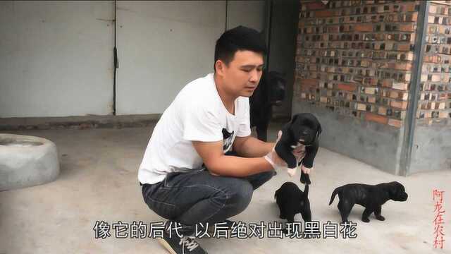 阿龙养狗只专注一个犬种,西班牙普雷萨加纳利猎犬,喜欢共同交流