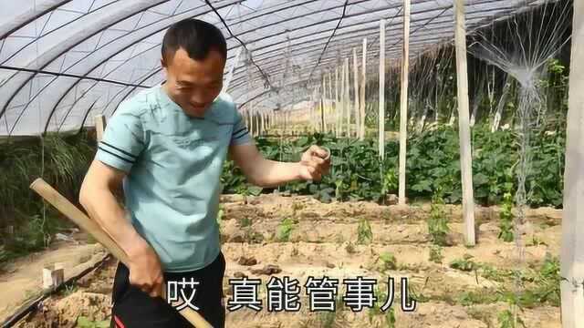 学军用探宝器在大棚给儿子找手镯,机器反应很强烈,挖开高兴坏了