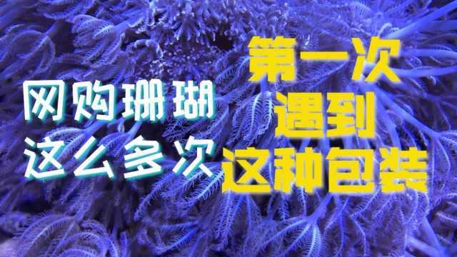 网购这么多次珊瑚,第一次见这种包装靠谱吗?