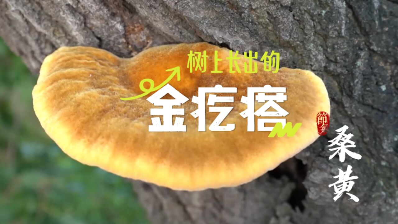 齐鲁灵秀地 故道桑黄金 看千年古树散发新活力