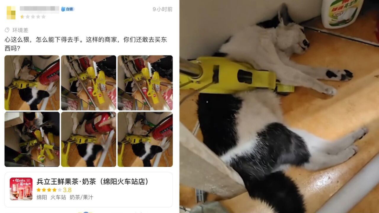 店员扬言流浪猫无人领养就弄死?兵立王奶茶:解除涉事员工合同