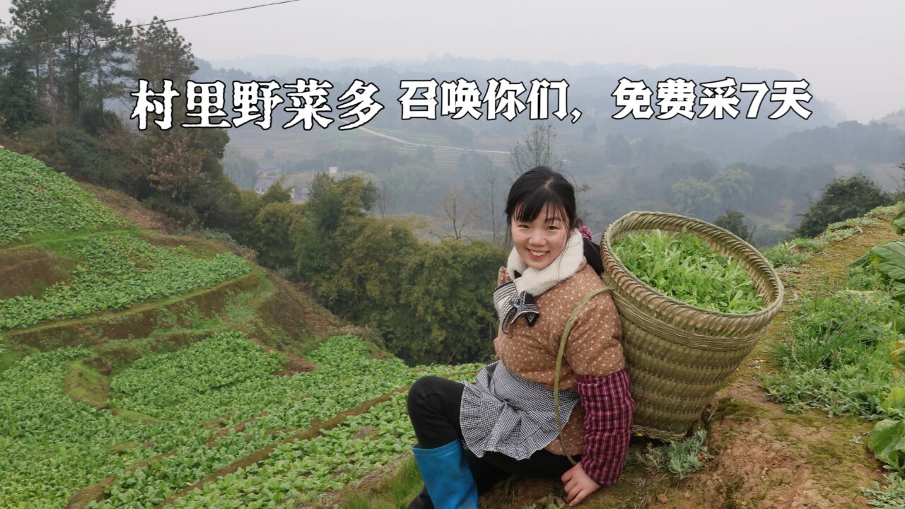 野菜致富,召唤你们,春节来涪陵榨菜地里免费采7天,温暖大家