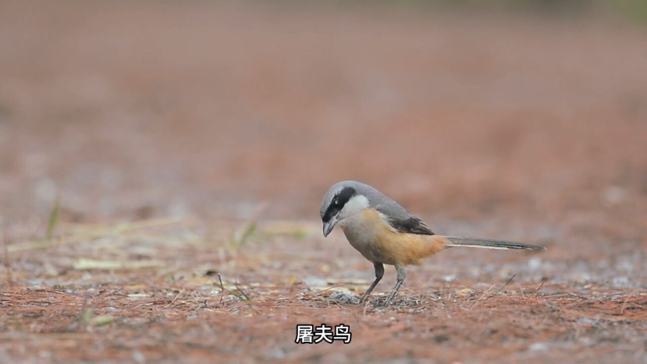 专门食肉的伯劳鸟,小小的身躯却很厉害|纪录片