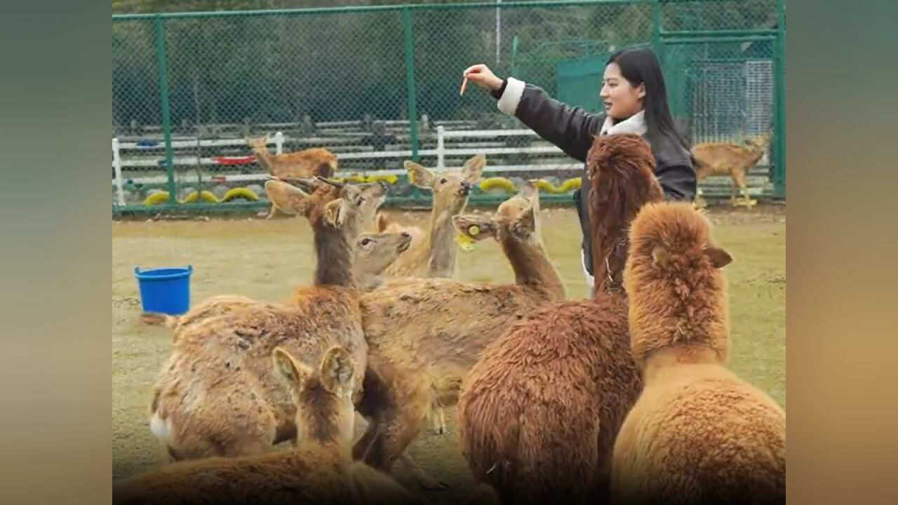 可爱爆了!与小鹿零距离互动,原乡小镇鹿野牧场春日活力满满