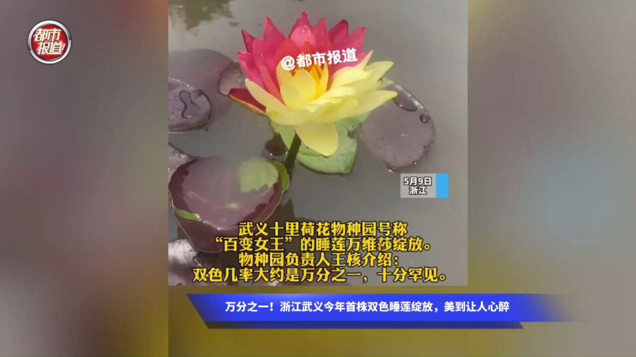 万分之一!浙江武义今年首株双色睡莲绽放,美到让人心醉