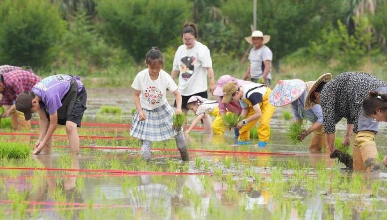 体验农耕乐趣 “新村民”们来插秧了!