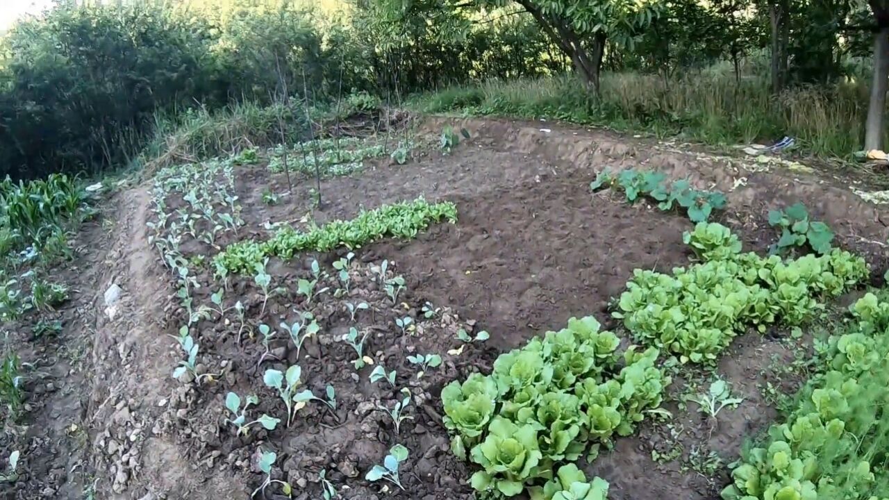 老太偷菜被发现后逃跑摔成十级伤残,反要菜主赔8万,被法院驳回