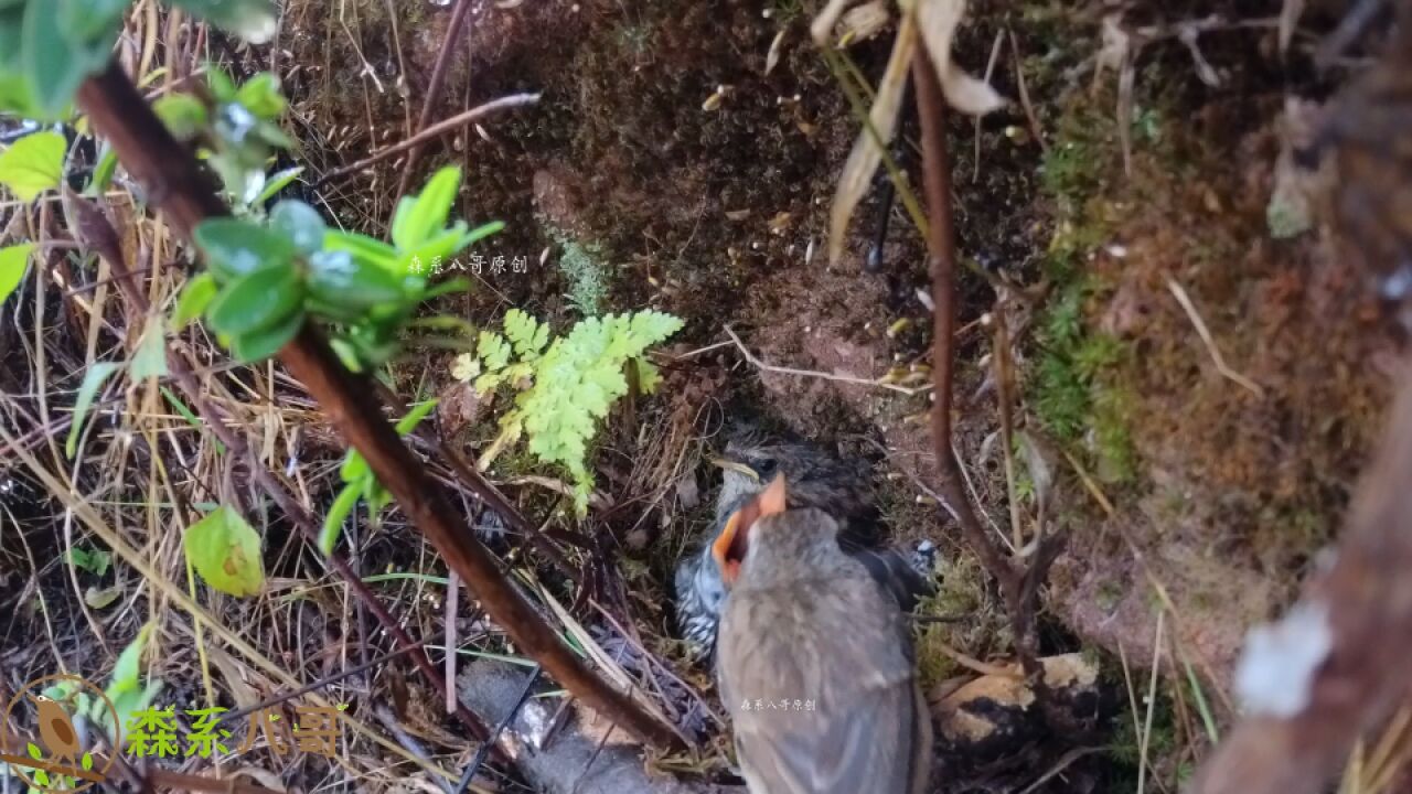 鸟妈妈无私的爱,下大雨,用翅膀给杜鹃鸟挡雨