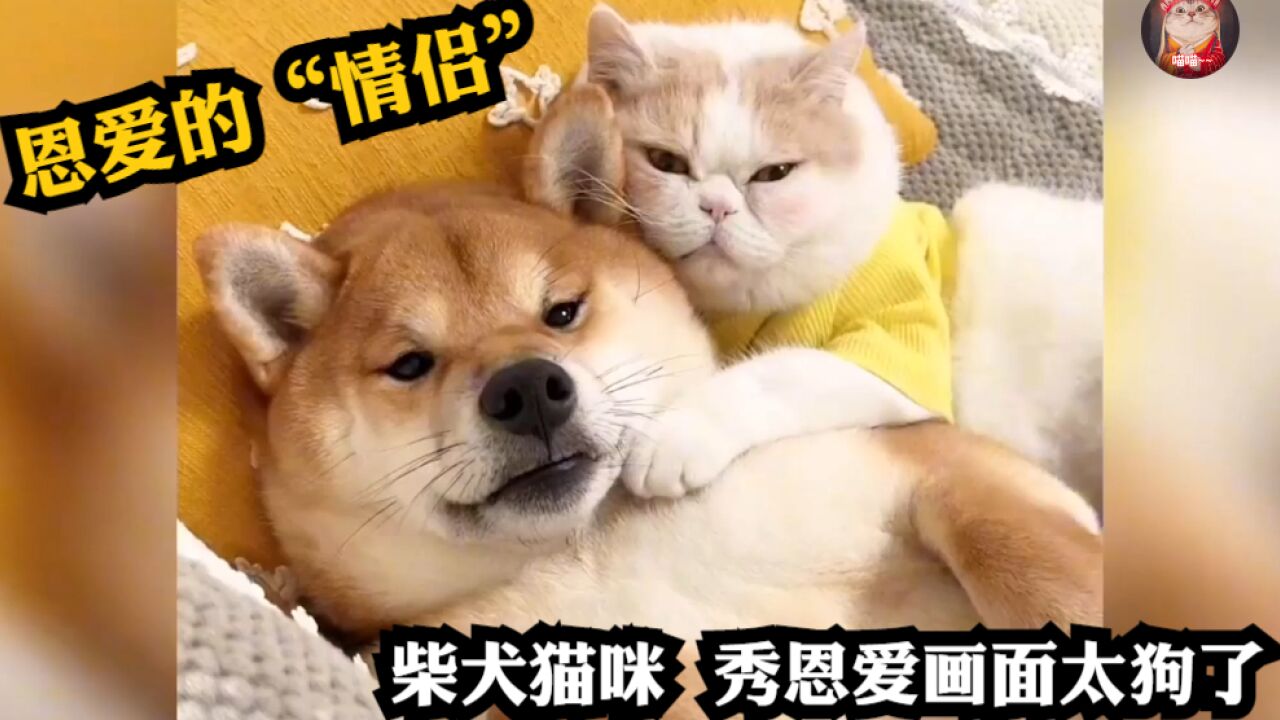 恩爱的“情侣”!柴犬喜欢粘着猫咪,秀恩爱画面太狗了