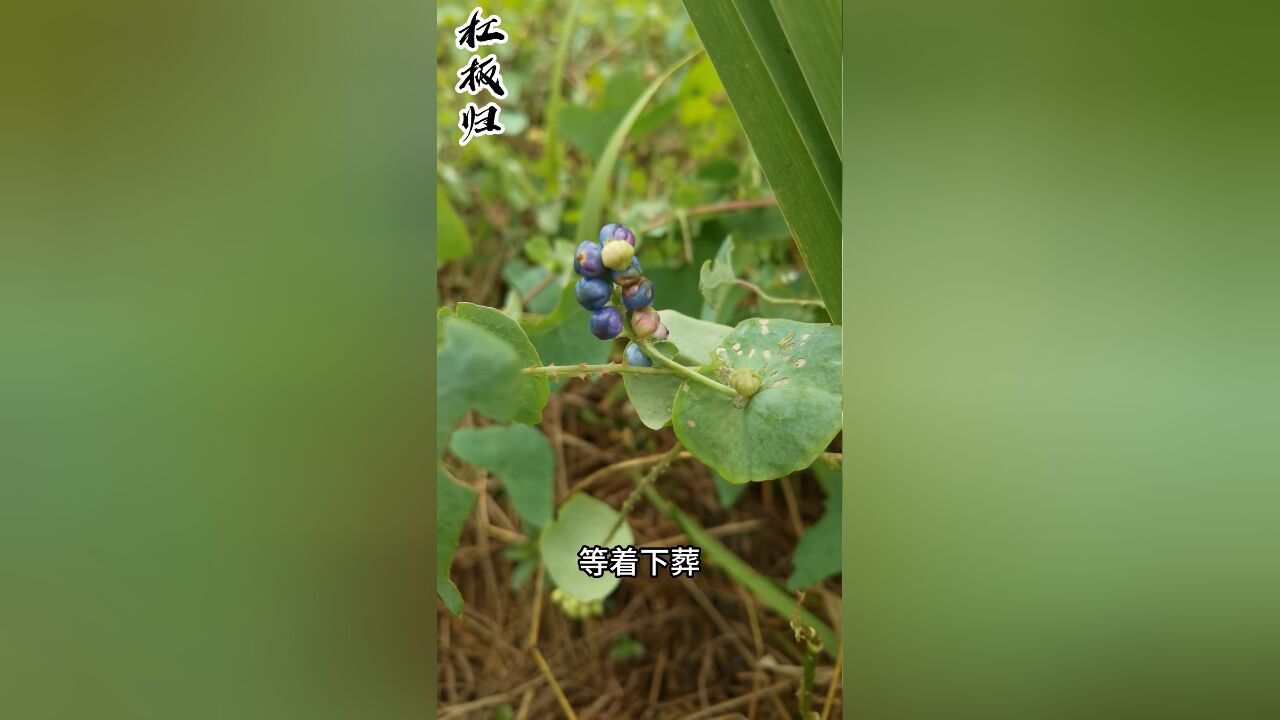 这种植物有一个奇怪的名字,杠板归,民间也叫它“蛇倒退”