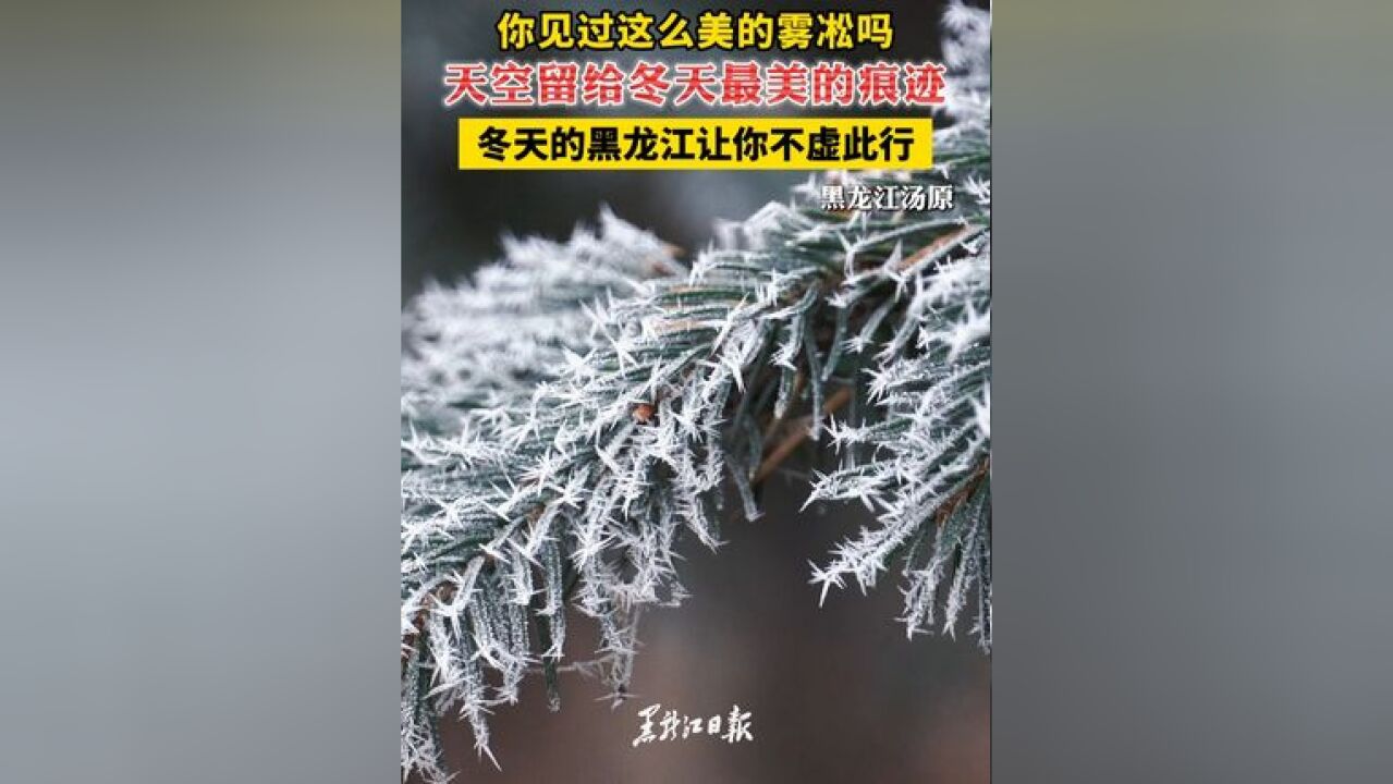 你见过这么美的雾凇 吗? 冬天的黑龙江让你不虚此行 赏冰雪游龙江