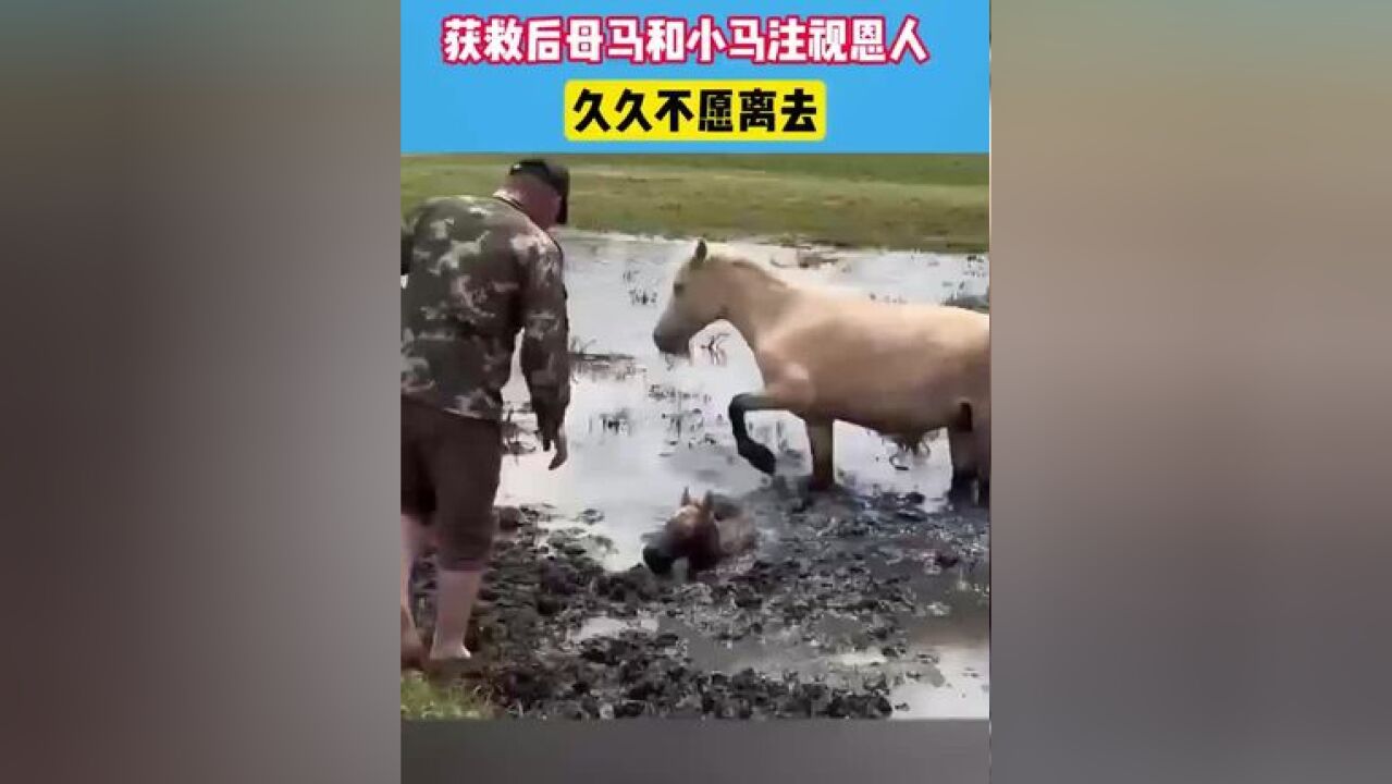 小马驹深陷淤泥.