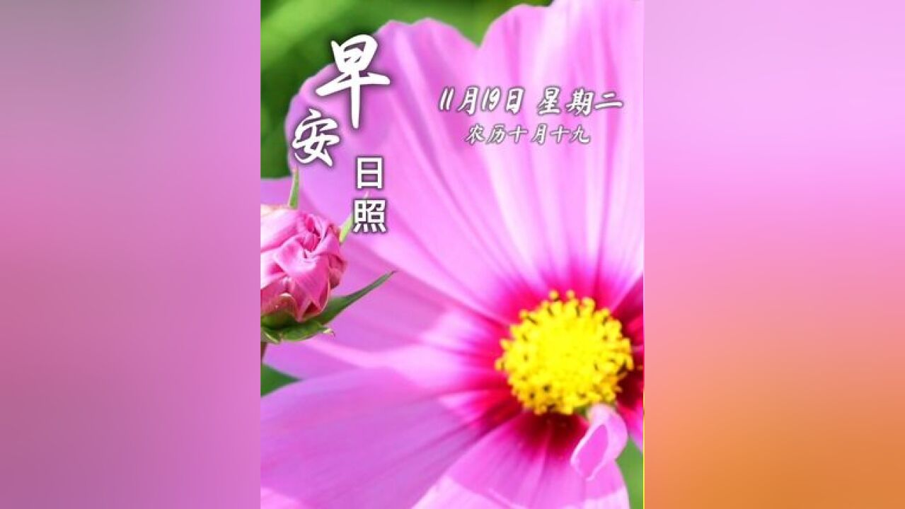 今天是11月19日,星期二,早安.追逐太阳的人,总会收获阳光;追逐快乐的人,总会收获愉悦.