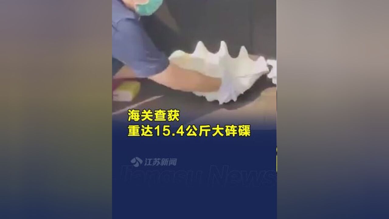 男子开车带大砗磲入境被查