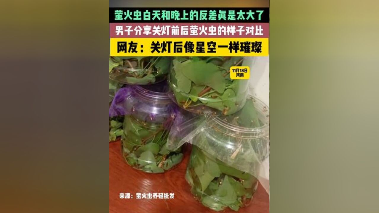 萤火虫白天和晚上的反差真是太大了,男子分享关灯前后萤火虫的样子对比,网友:关灯后像星空一样璀璨!