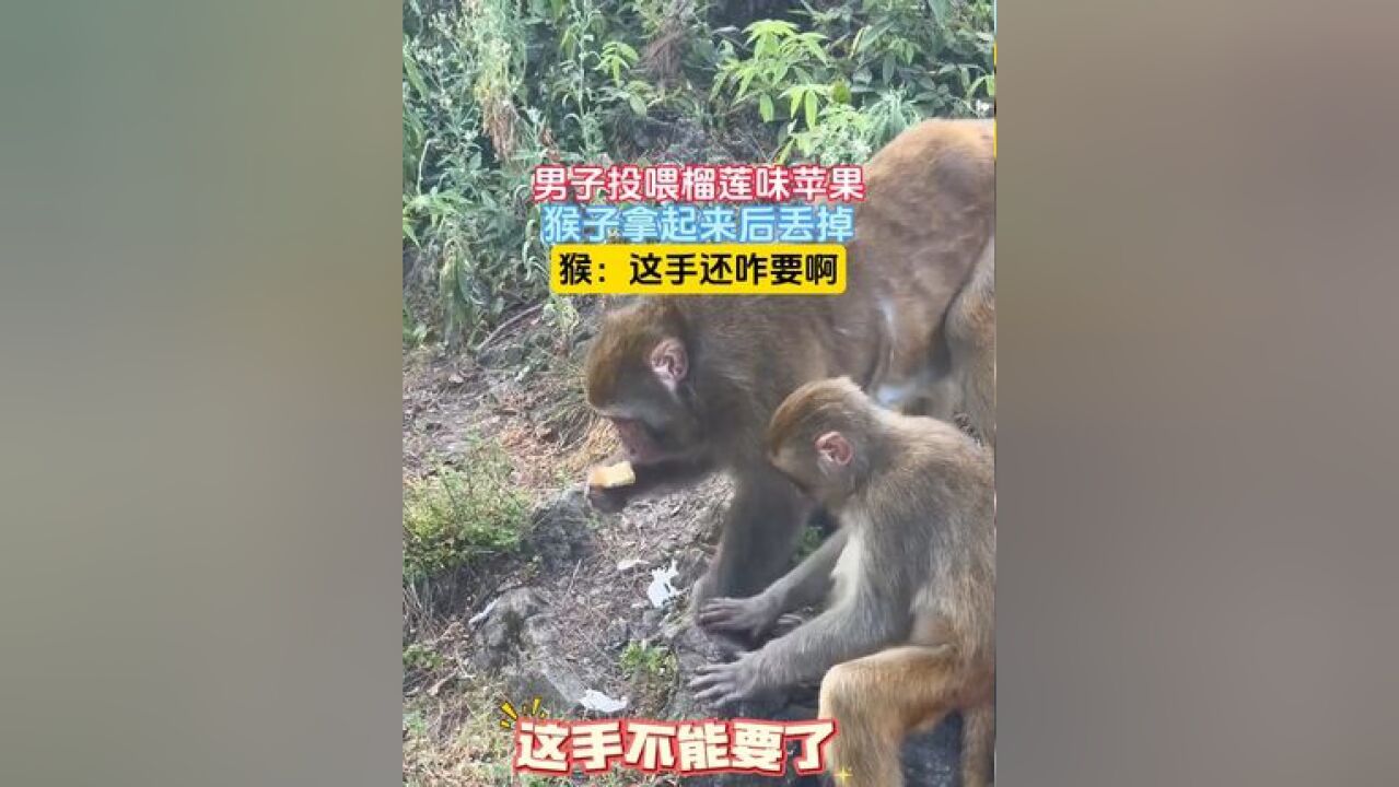 男子投喂榴莲味苹果,猴子拿起来后丢掉,猴:这手还咋要啊