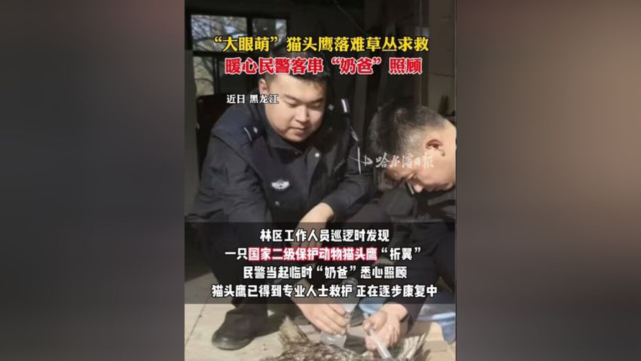 “大眼萌”猫头鹰落难草丛求救,暖心民警客串“奶爸”照顾