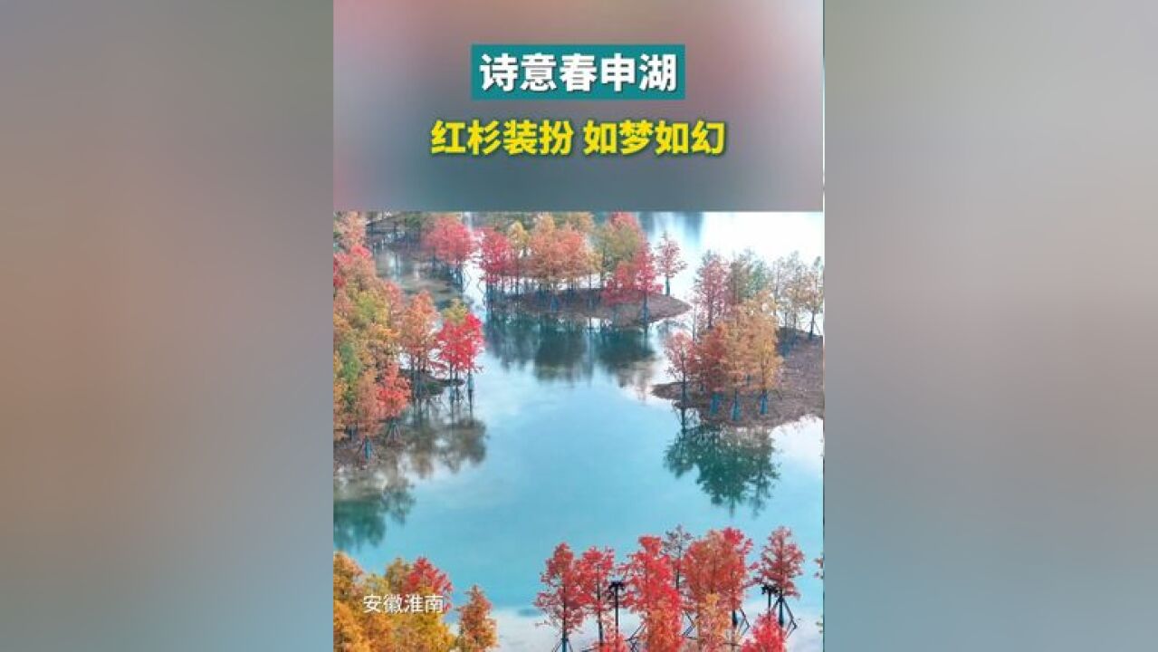 诗意春申湖,红杉装扮,如梦似幻