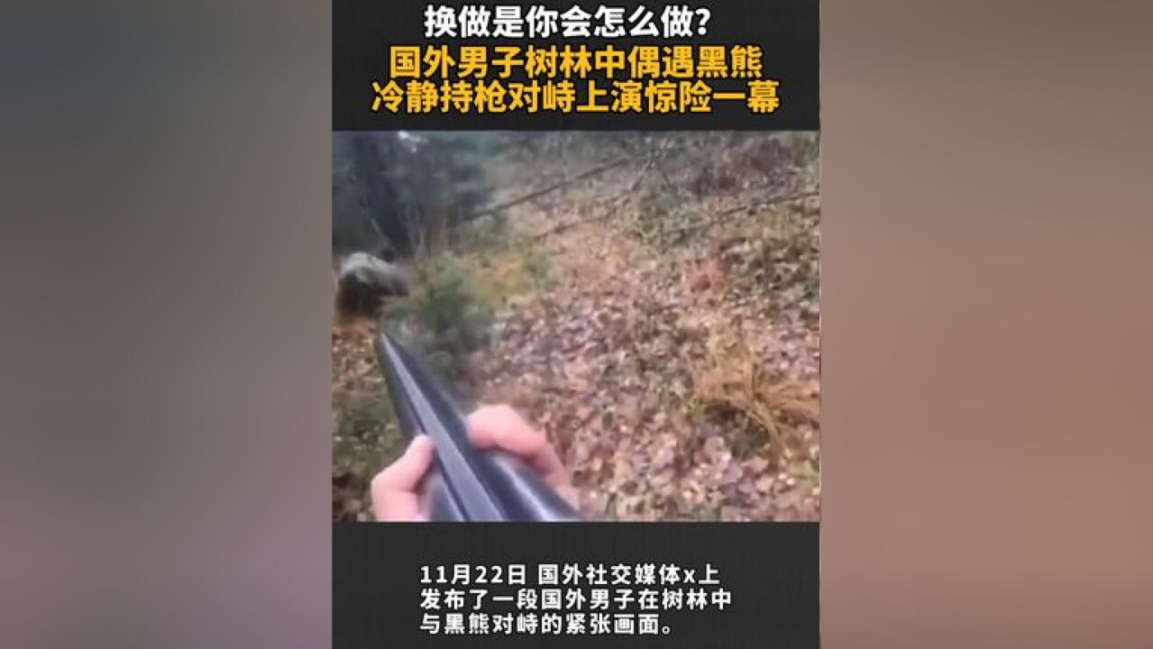 换做是你会怎么做?国外男子树林中偶遇黑熊 持枪与熊惊险僵持