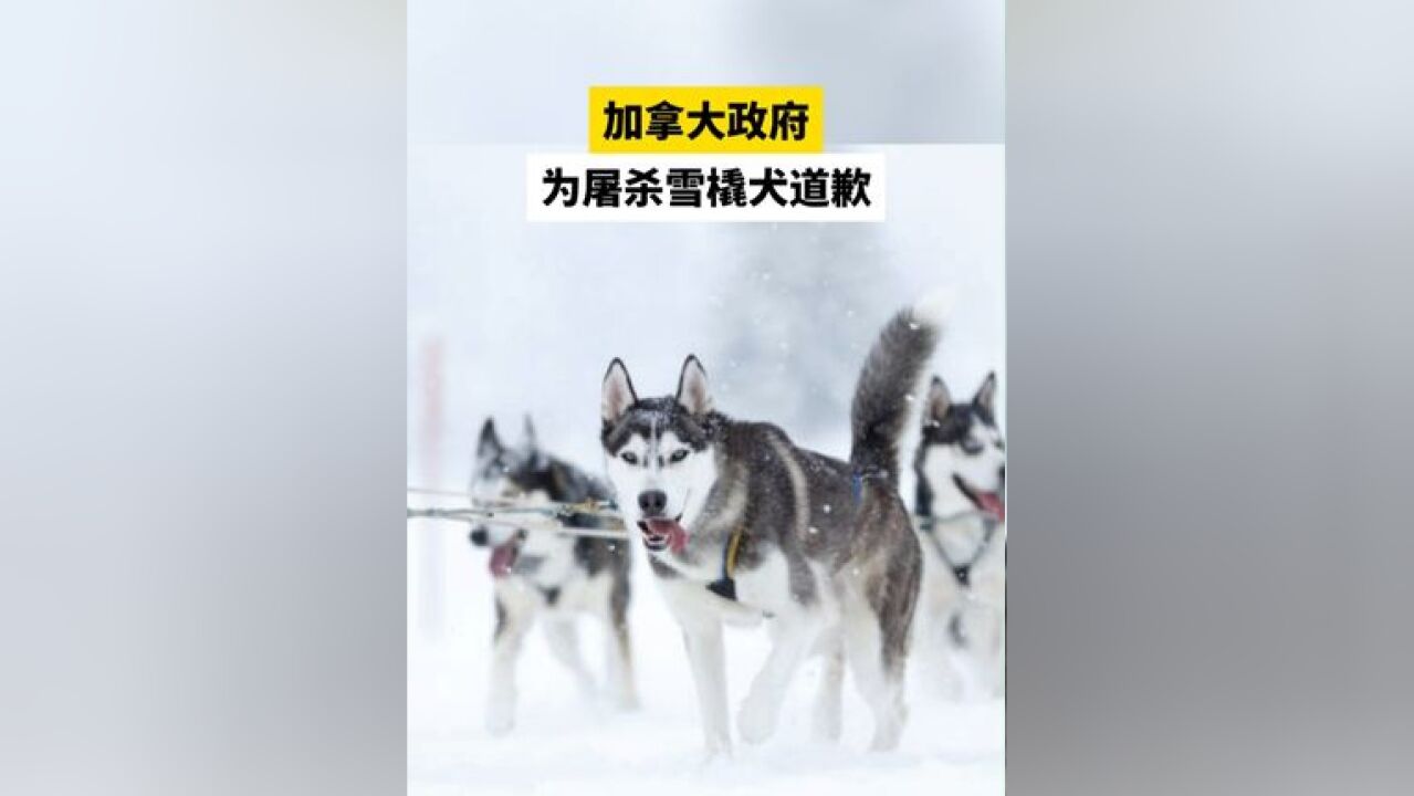 加拿大政府为屠杀雪橇犬道歉